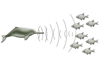 Gangetic River Dolphins (Platanista gangetica) Assamese name Hihu