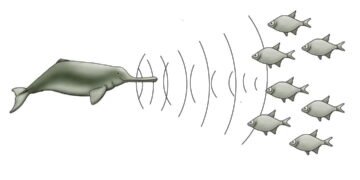 Gangetic River Dolphins (Platanista gangetica) Assamese name Hihu